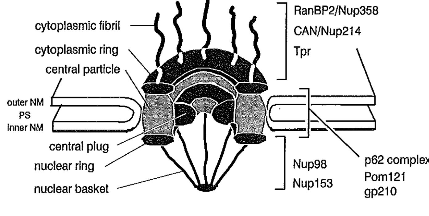 Nuke Rings Schematic diagram summarizing the major structural