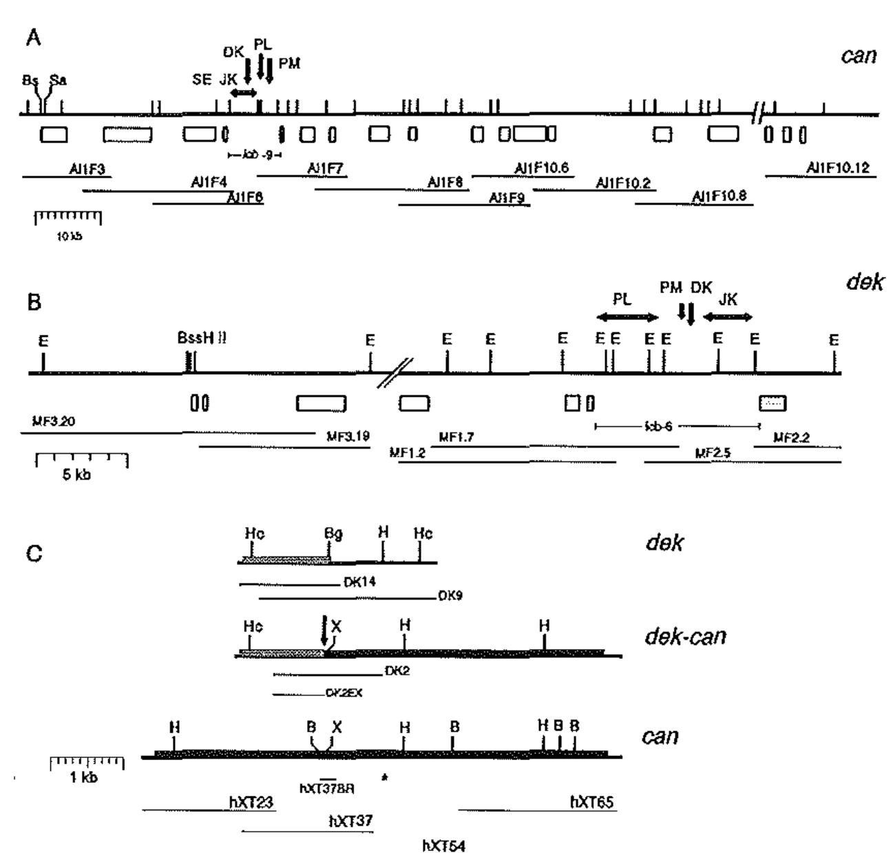 Figure 4 - from Relocation of the carboxyterminal part of