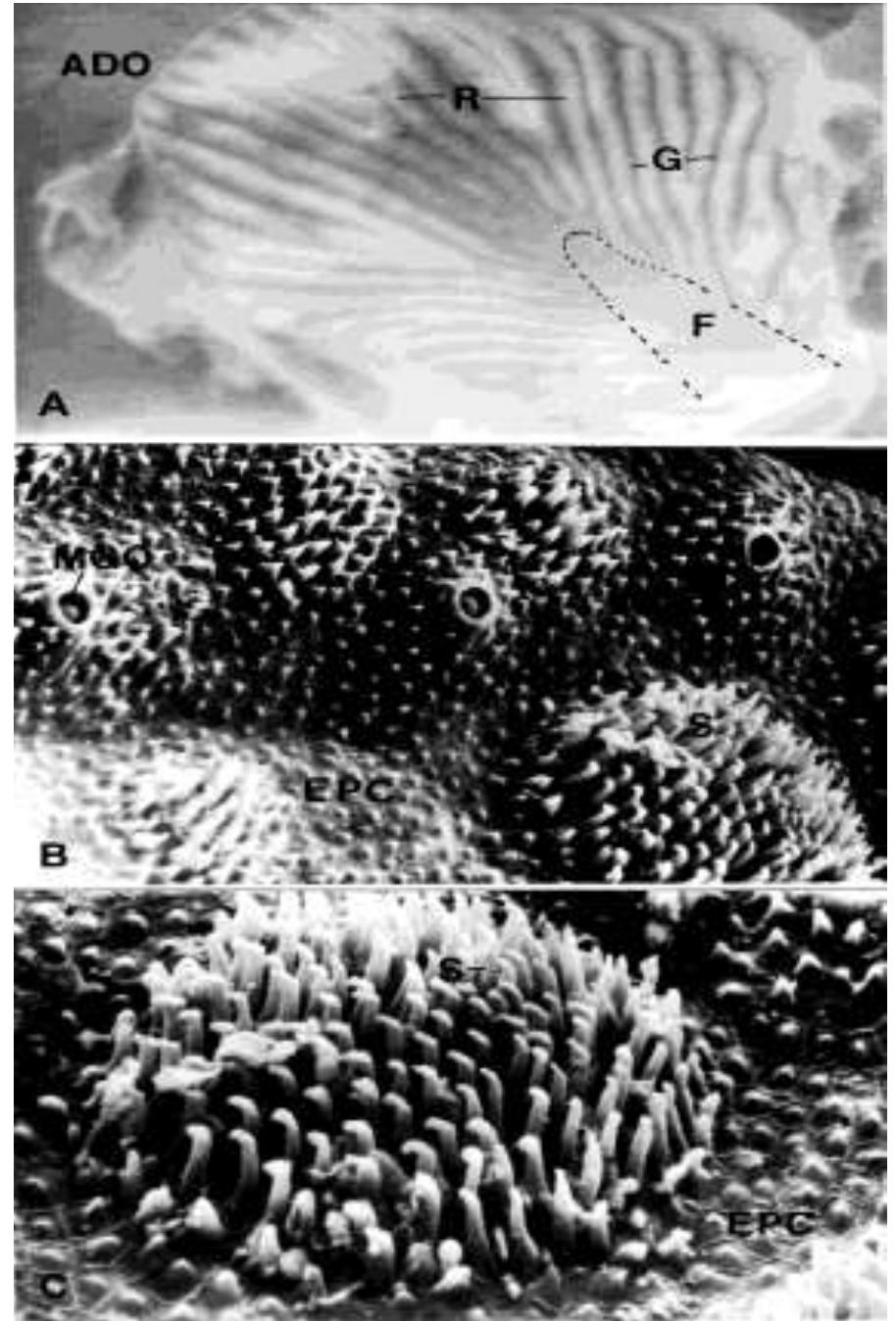 Figure 7 - from Morphology of adhesive surfaces in the