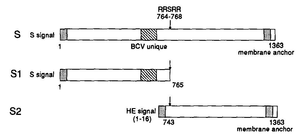 Schematic representation of primary structure of the re-