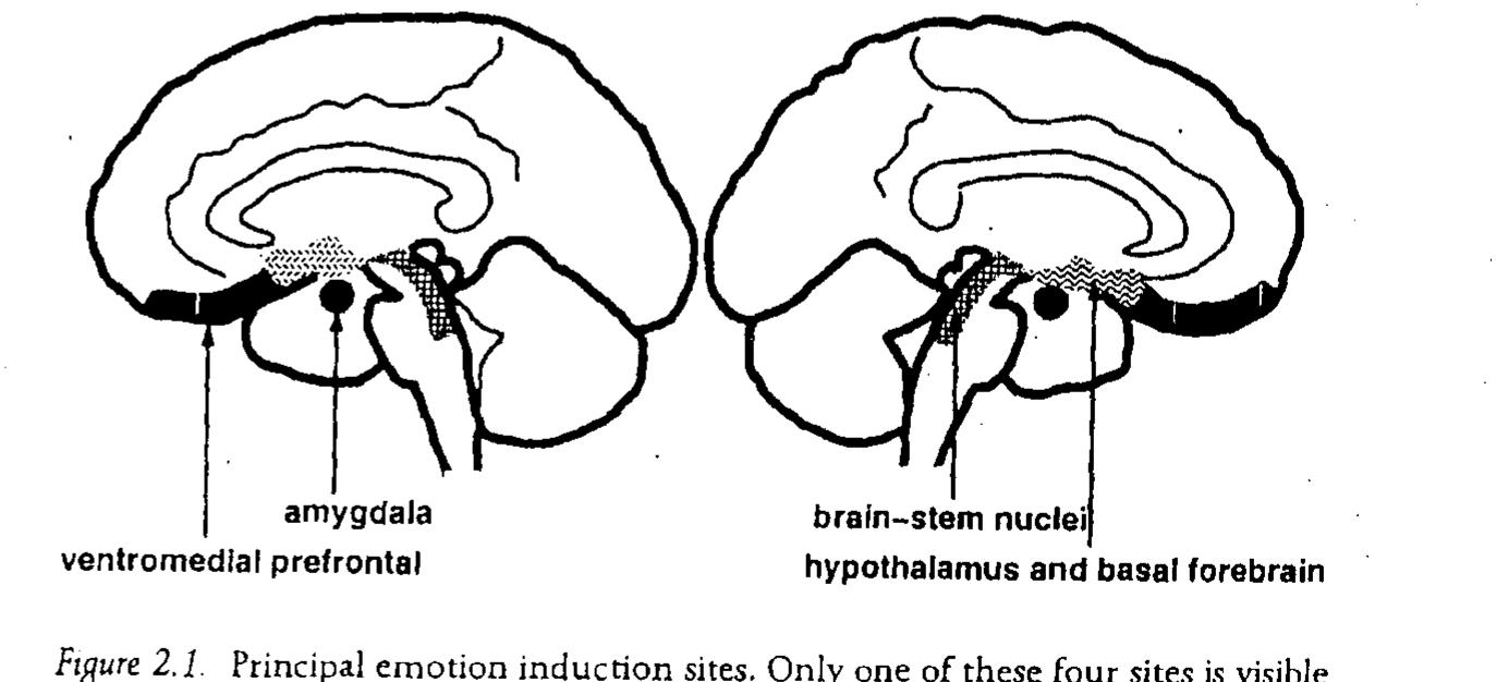 (PDF) The feeling of what happens: Body and emotion in the making of ...