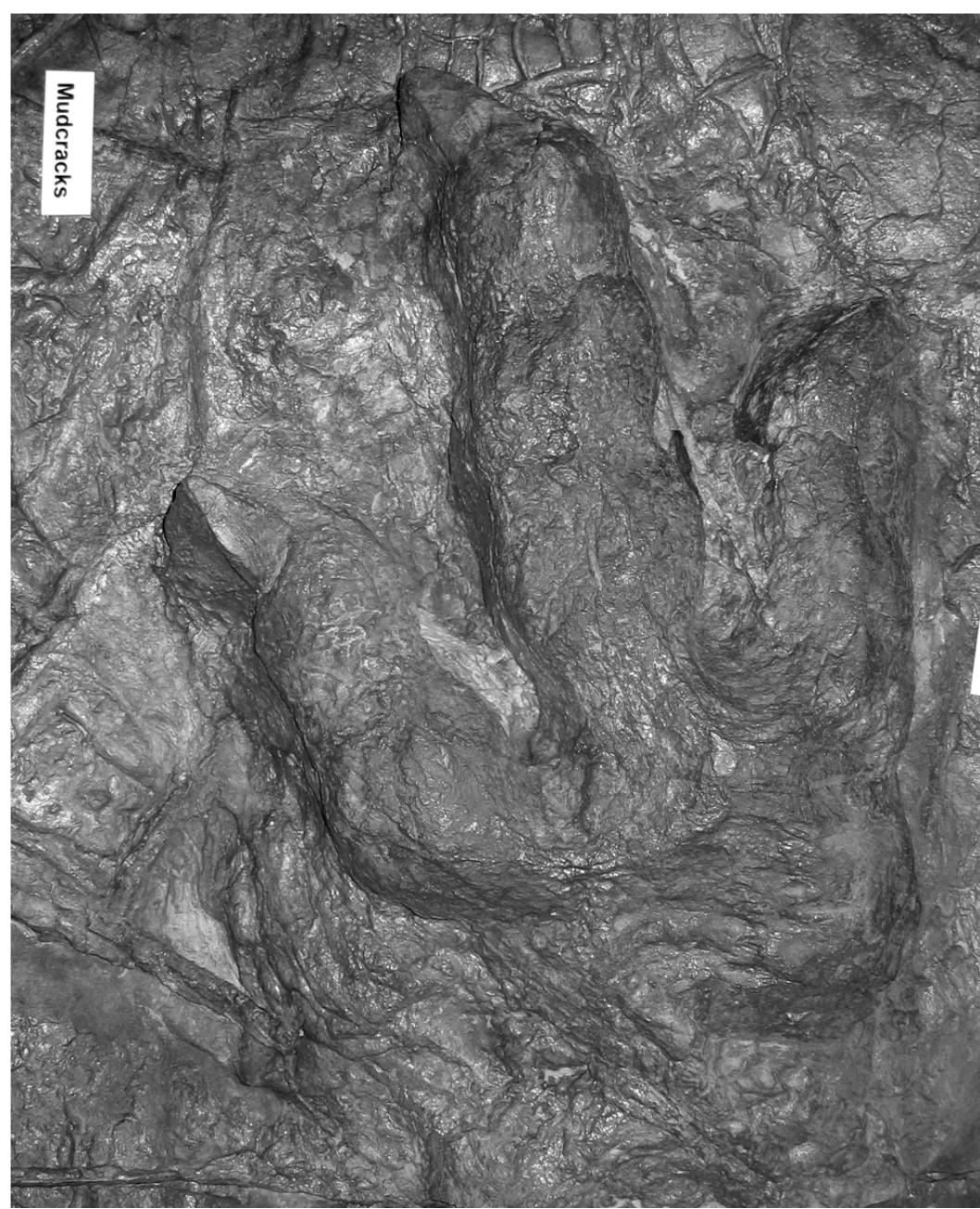 Eubrontus (PDF) The Significance of the St. George Dinosaur Discovery Site at ...
