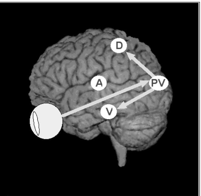 Dorsal (d) and ventral (v) visual subsystem. a: auditory