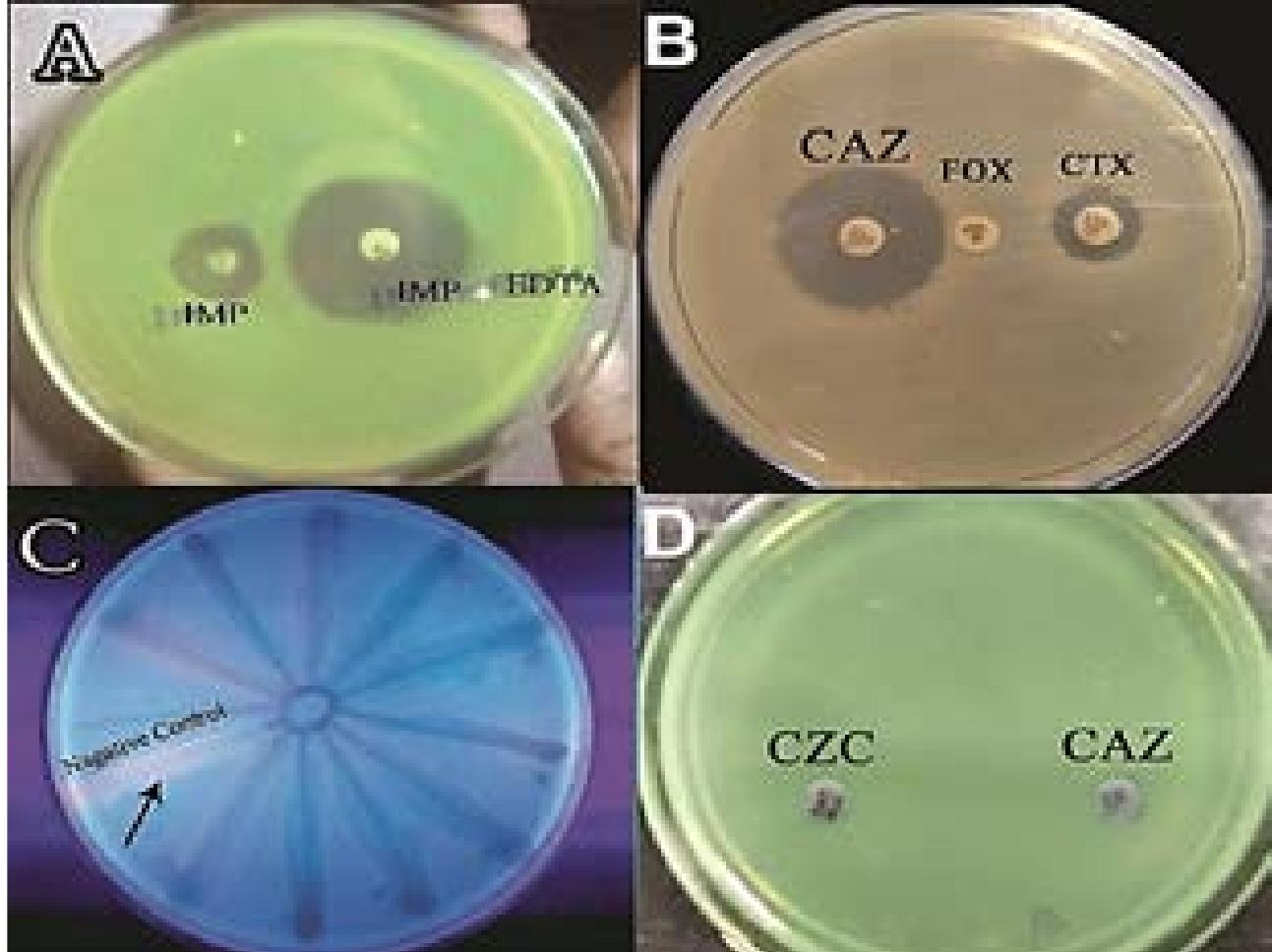 (PDF) Phenotypic and genotypic detection of antibiotic resistance of ...