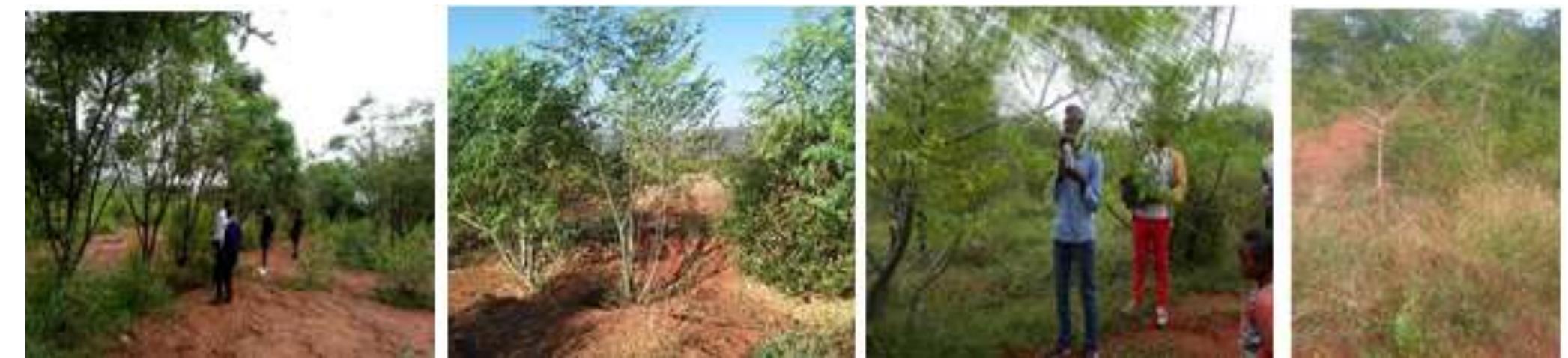 Dawa Tree (PDF) Evaluation of selected multipurpose tree species and moisture ...