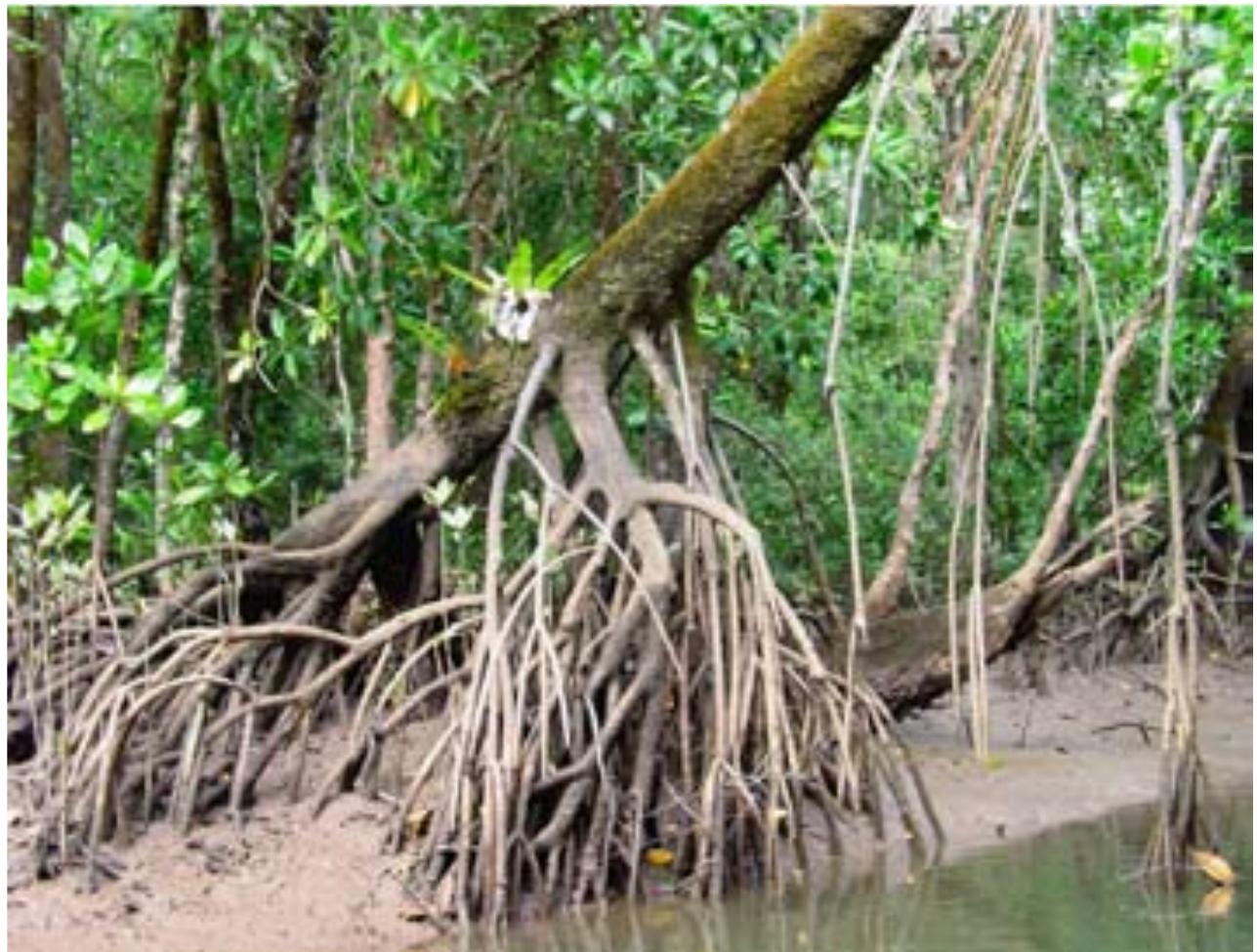 Prop Roots Rizophora Figure 11 - from Indo-West Pacific stilt mangrove.