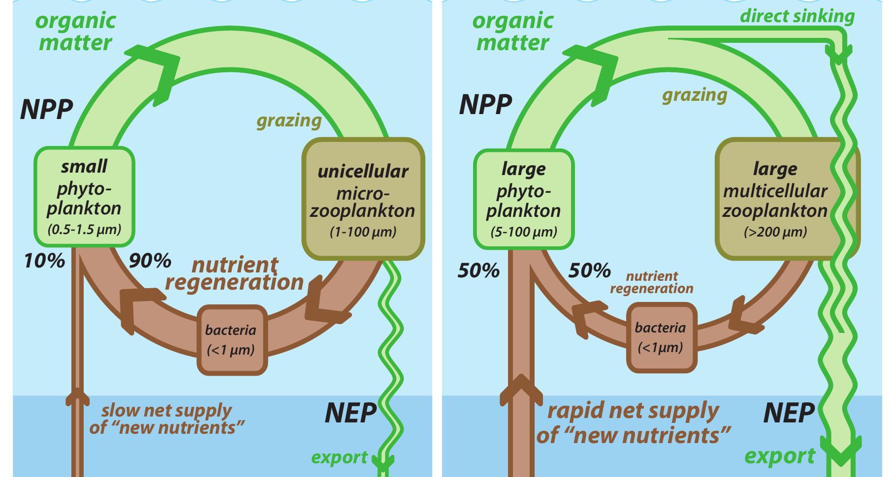 Figure 1 - from The biological productivity of the ocean