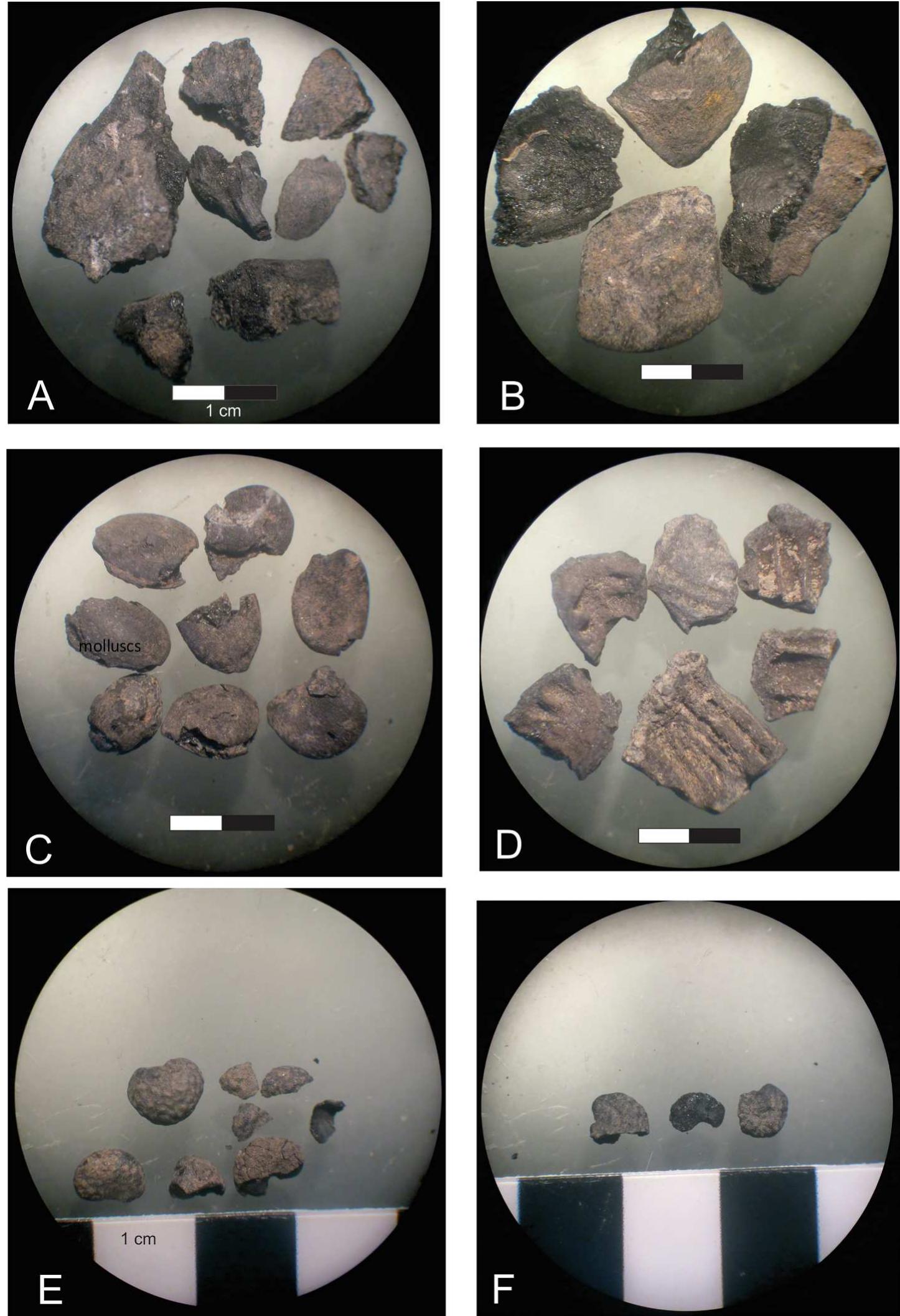 Chamico Figure 7 - from Chicha and food for the Inka feasts: Their