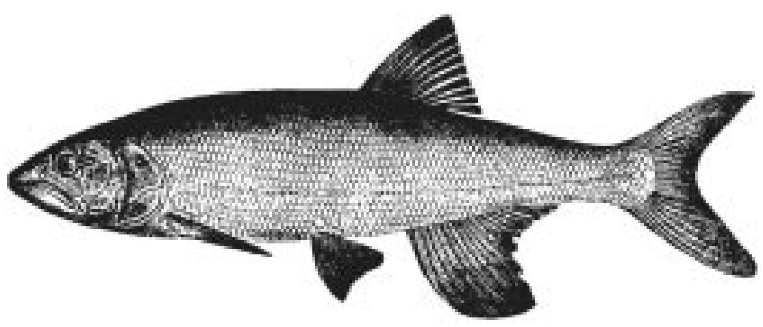 Opsaridium (PDF) Threatened Fishes of the World: Opsaridium microlepis (Günther ...