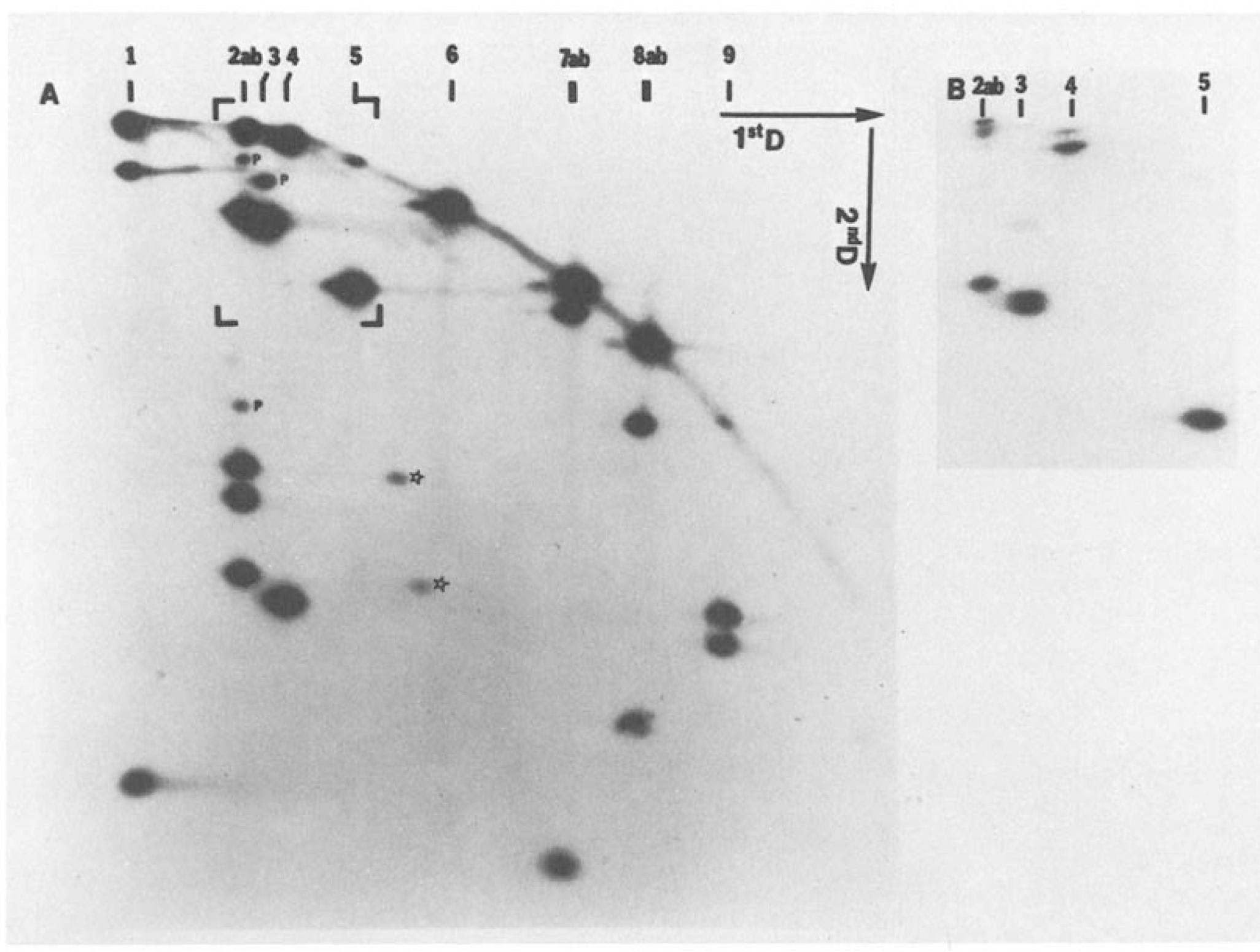 Figure 4 - A restriction map of the bacteriophage T4 genome