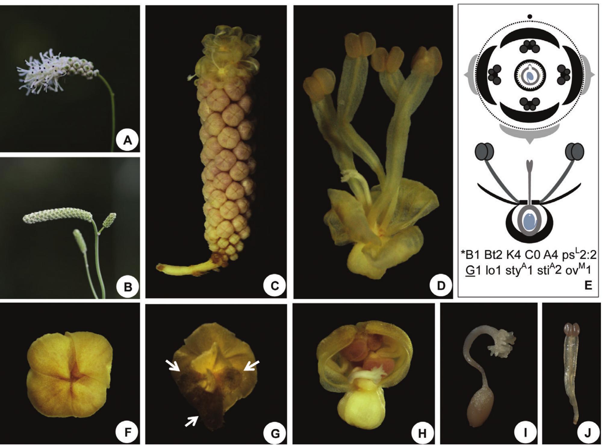 Macrophotographs of inflorescence and flower of sanguisorba