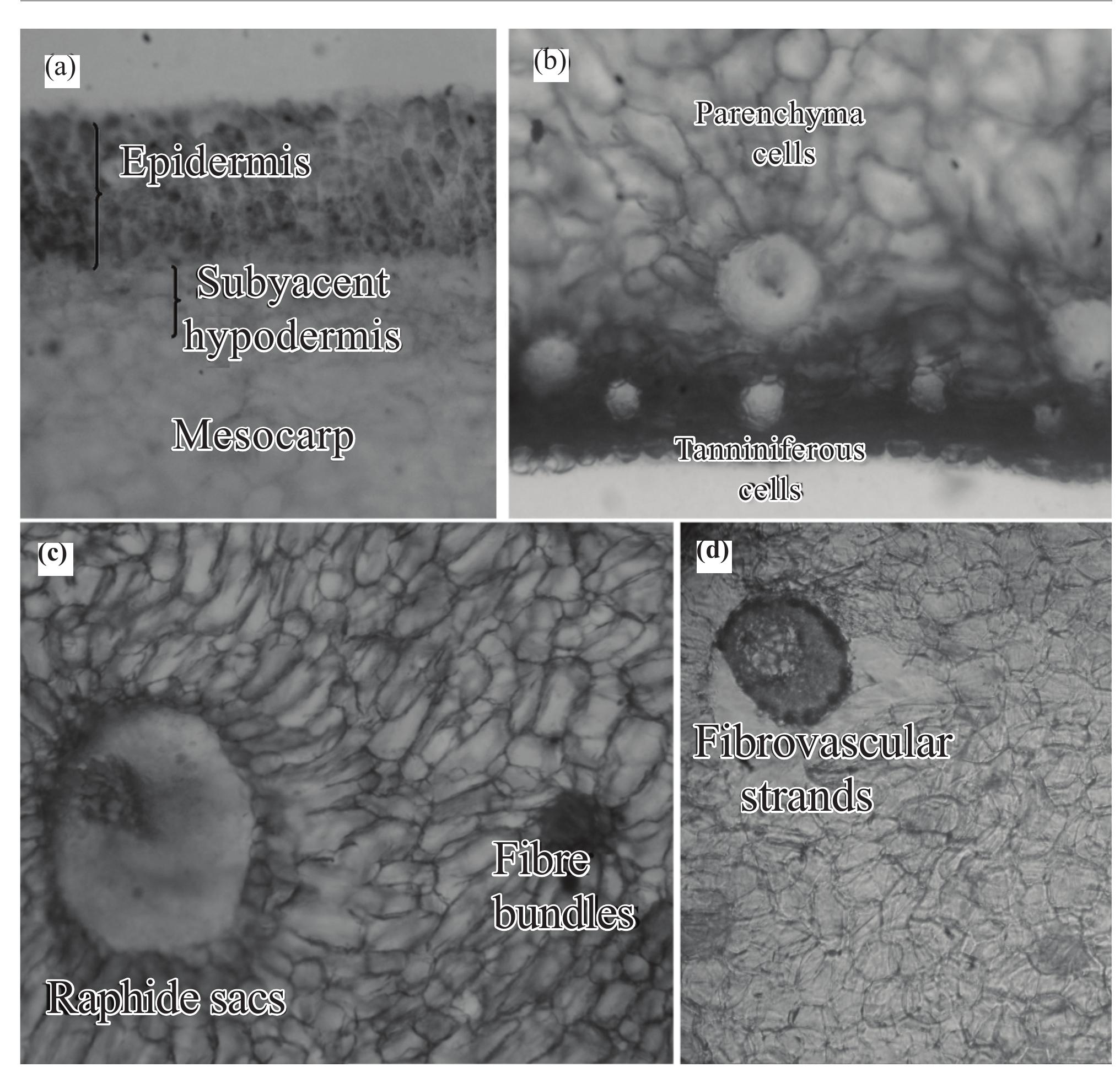 Pinapple Raphides (PDF) An anatomical comparison between bunch and fruit of oil palm with ...
