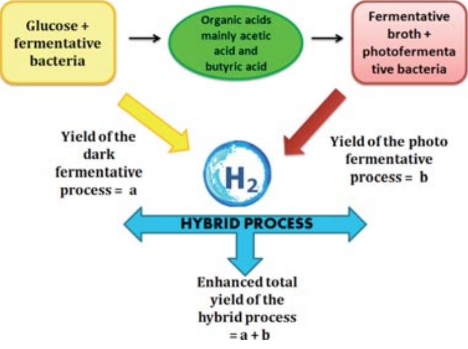 (PDF) Biohydrogen production by dark fermentation