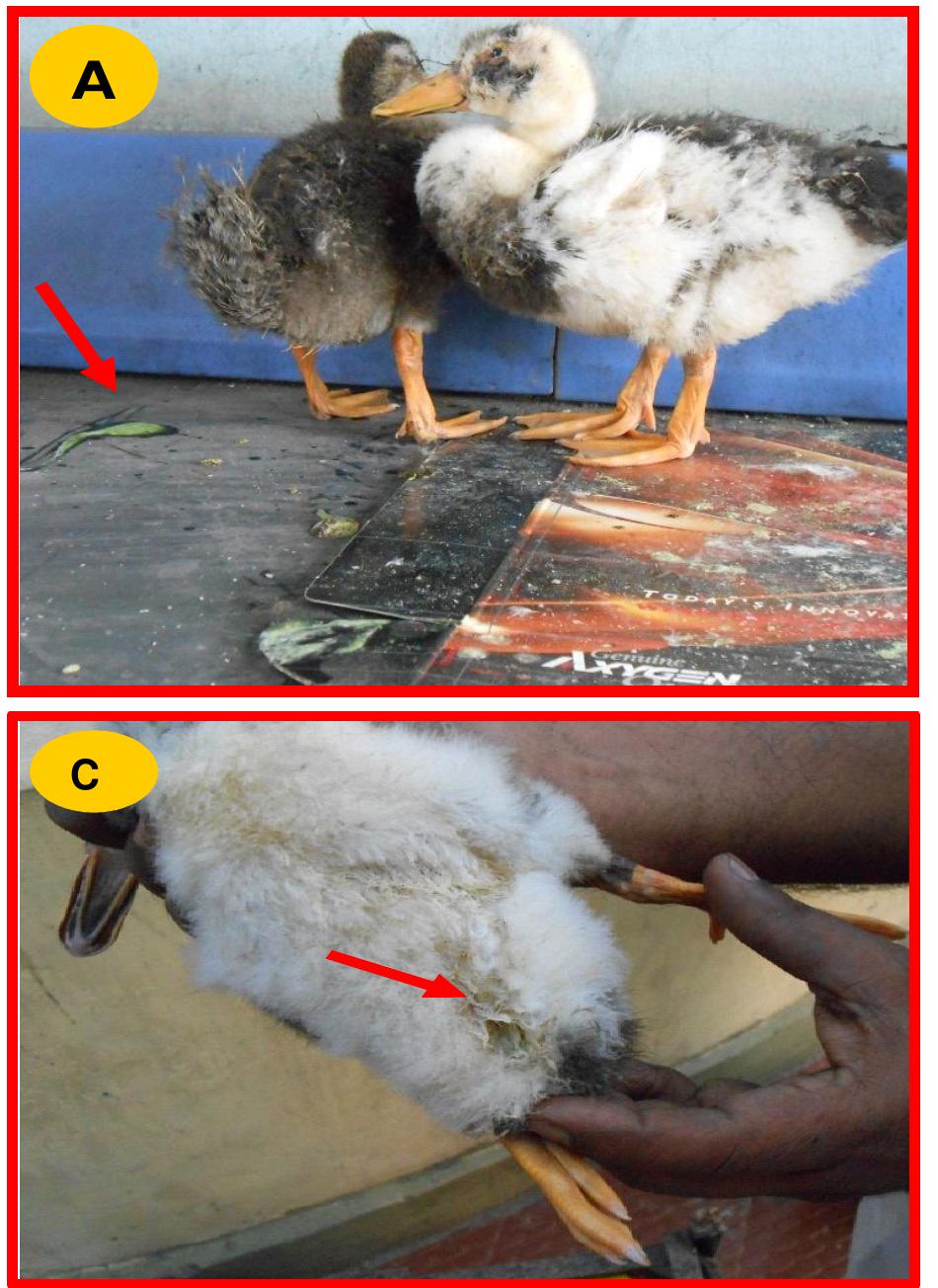 Duck Rot Rash (PDF) Detection and isolation of Duck Plague virus from field outbreaks ...