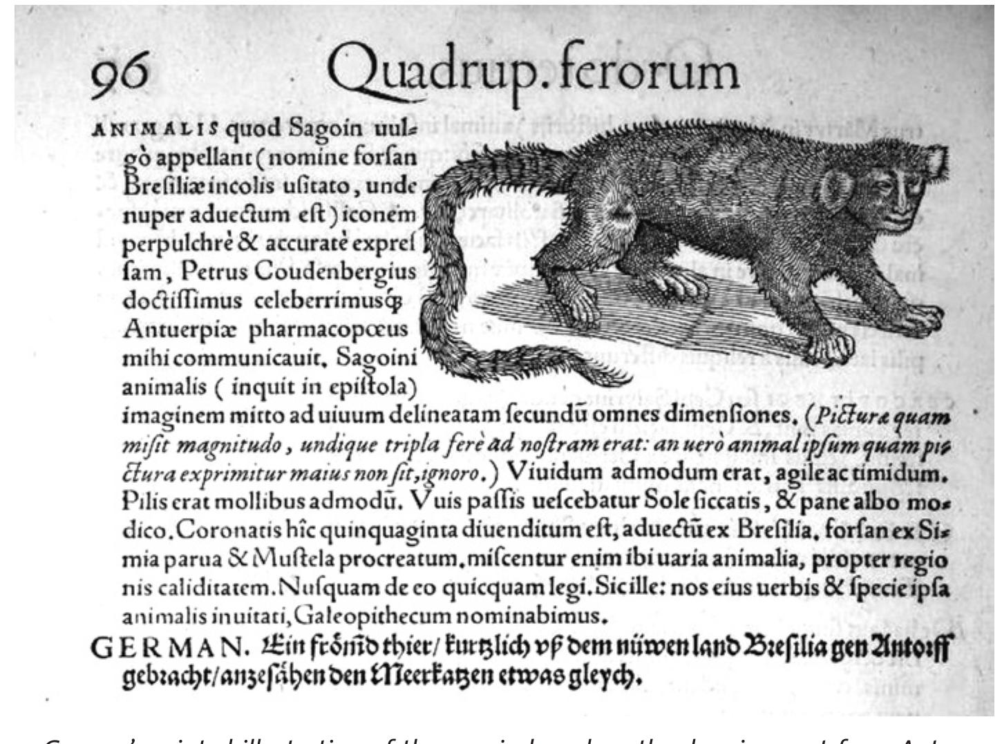 Figure 4 - from The Ad Vivum Conundrum: Eyewitnessing and