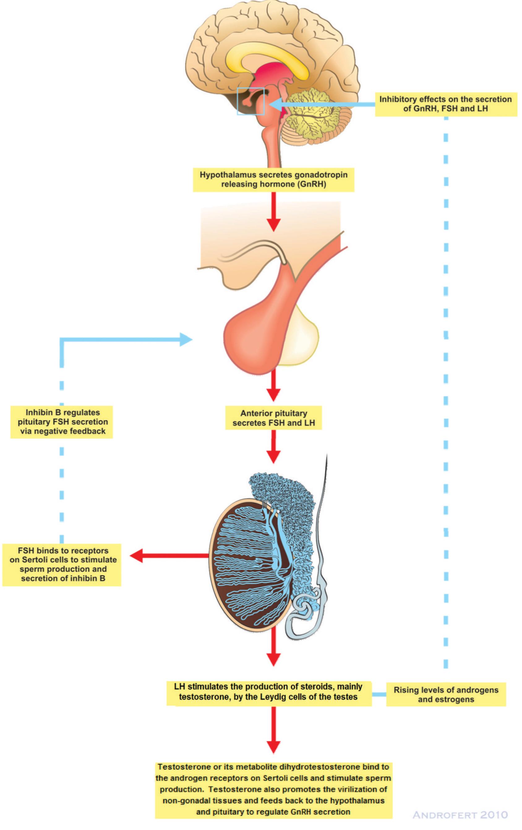 - a schematic representation of the components of the