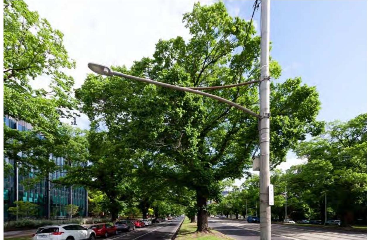 Figure 3. A large and relatively intact elm tree at the Royal Parade, November 2020, 4:30pm (late spring). This is the second tree from the right on Figure 2. The traffic is uncharacteristically light on this COVID19-affected Saturday. Image by authors.  The City of Melbourne tree management and replacement program considered the Royal Parade elms in 2005 and acknowledged that the Royal Parade elms are ageing (see Figure 3 for ar example of a large elm).12 Assessments repeatedly suggest that they will decline and die within 10-15 years. The default response is to sustain avenues in their current state. This objective wil require the removal and replacement of trees in large groups (see the examples of group replacements in Figure 4 and individual replacements in Figure 5). Such removal is the preferred  approach because individual new trees cannot compete for light and water with their mature neighbours. 