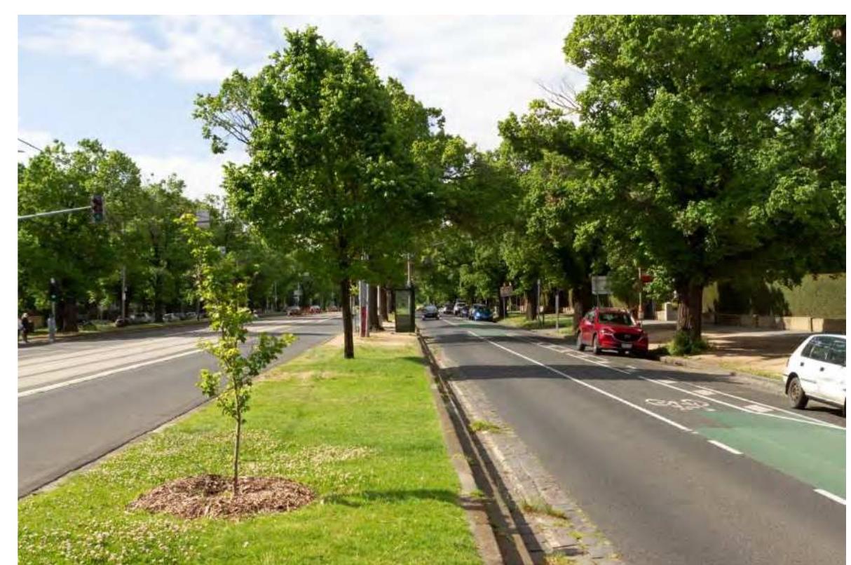 Figure 5. A sunnier moment at the same location, November 2020, 4:15pm (late spring). This place can be also seen on Figure 2, on the left. The image shows a larger elm with removed branches, a more recently planted elm in the centre, and a young replacement on the foreground. Image by authors. 