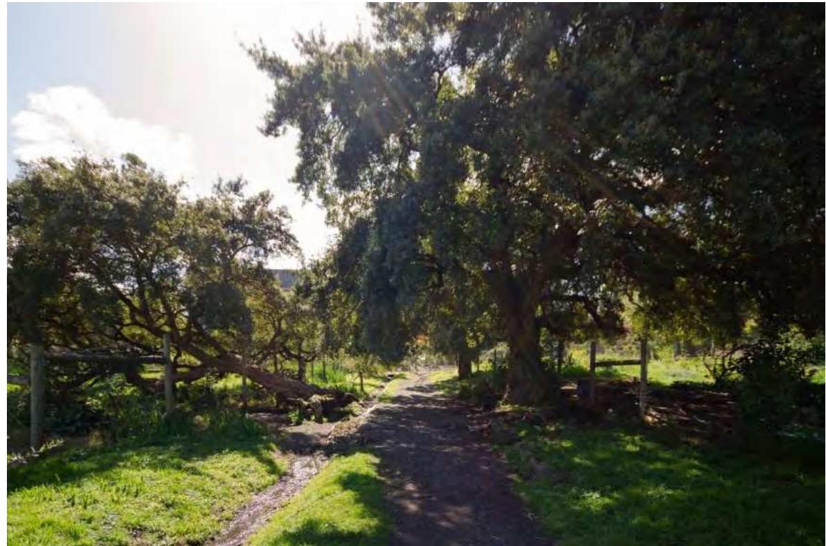 Figure 6. Collingwood Childrens’s Farm, a lane towards the Convent, September 2020, showing two cork oaks (Quercus suber), European imports just like elms. One of the oaks has fallen but continues to grow and provide a place of play for human children, a destination for human adults and a habitat for the local nonhumans. Image by authors.  One approach to overcoming objectification is illness narratives or stories of sickness. These stories can describe people aging ‘successfully’ while living with frailty3© or disability. Mapping these perspectives to the perception of trees can be instructive. Humans typically interpret trees’ natural ageing as disease. The outcome of this view is that trees lose opportunities to express or support themselves and to continue as members of their communities. 