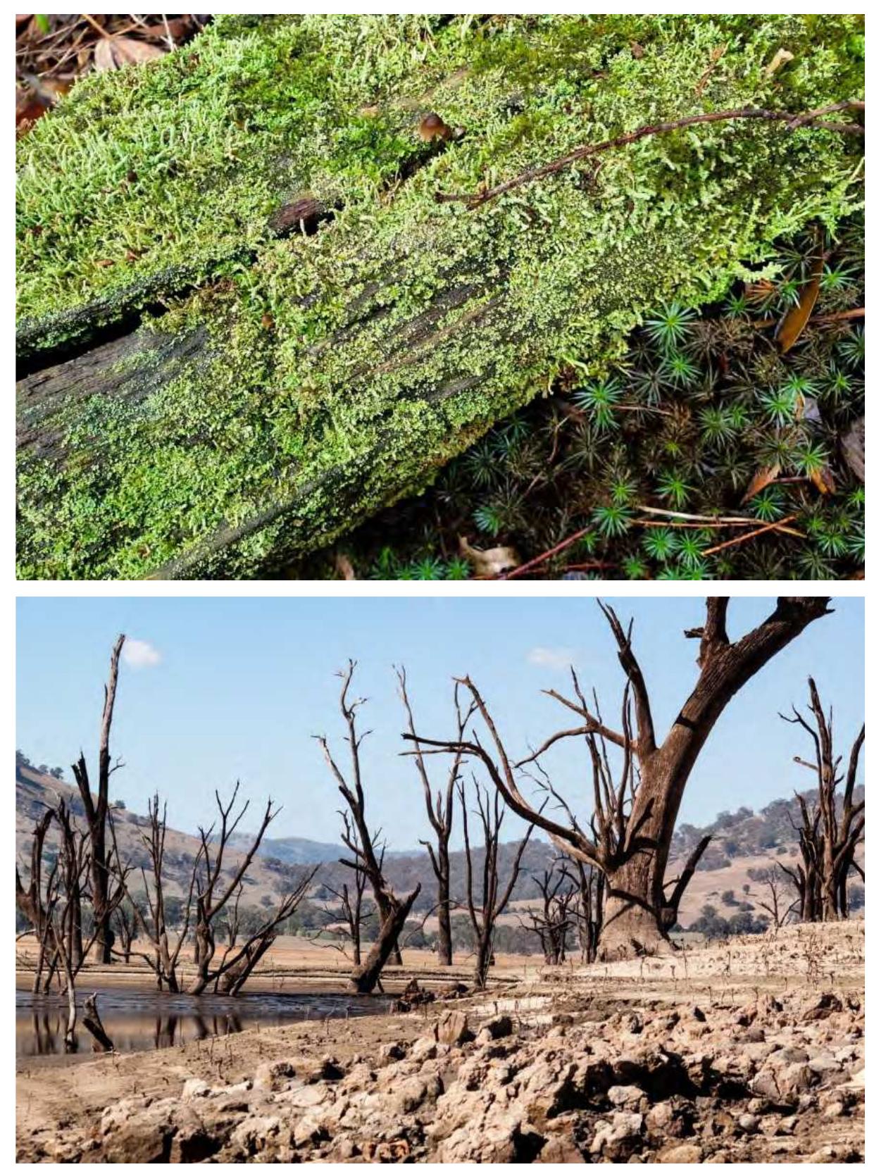 Figure 7. (Above) A fragment of a dead tree at the Uralla Nature Reserve as an example of ‘good death’. Image by authors.  Figure 8. (Below) Dead trees at the artificial Lake Hume during low water levels, April 2019, as an example of ‘bad death’. Humans killed these trees by drowning as the reservoir filled with water after the extension of the Hume Dam (original construction: 1919-1936) in the period from 1950 to 1961. Only the top branches of drowned Lake Hume  trees protrude above the water when the reservoir is near capacity. Image by authors. 