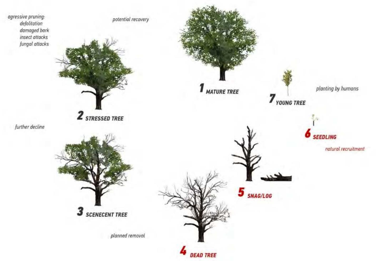 Figure 9. The cycle of life stages of trees. The red colour highlights life stages and events that human management makes impossible in the cities. Management of stressed trees often leads to their decline and death, but recovery is possible. Image by authors. 