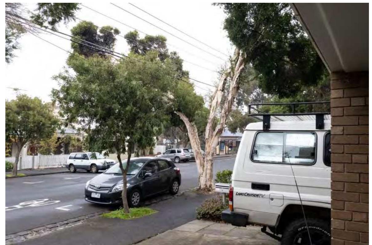 Figure 12. A typical treatment of an urban tree deprived of dignity. Human management resulted in a split trunk and a pruned crown to accommodate the electric wiring. The younger tree on the foreground will have the same future. Both trees live limited lives in the impermeable surfaces. Page Street, Clifton Hill, April 2020. Image by authors.  Avoidance of trimming or litter removal, provision of adequate life conditions including sufficient root space and opportunities for procreation only begin the necessary conversation on appropriate management practices in urban spaces (see Figure 12 for an example of a typically trimmed tree and debris-free surfaces). In this context, aesthetics will play an important role. Within proposed interspecies cultures it will serve not as an optional stylistic addition but function as an expression of relationships between diverse living beings as experienced through their own subjectivities.52 