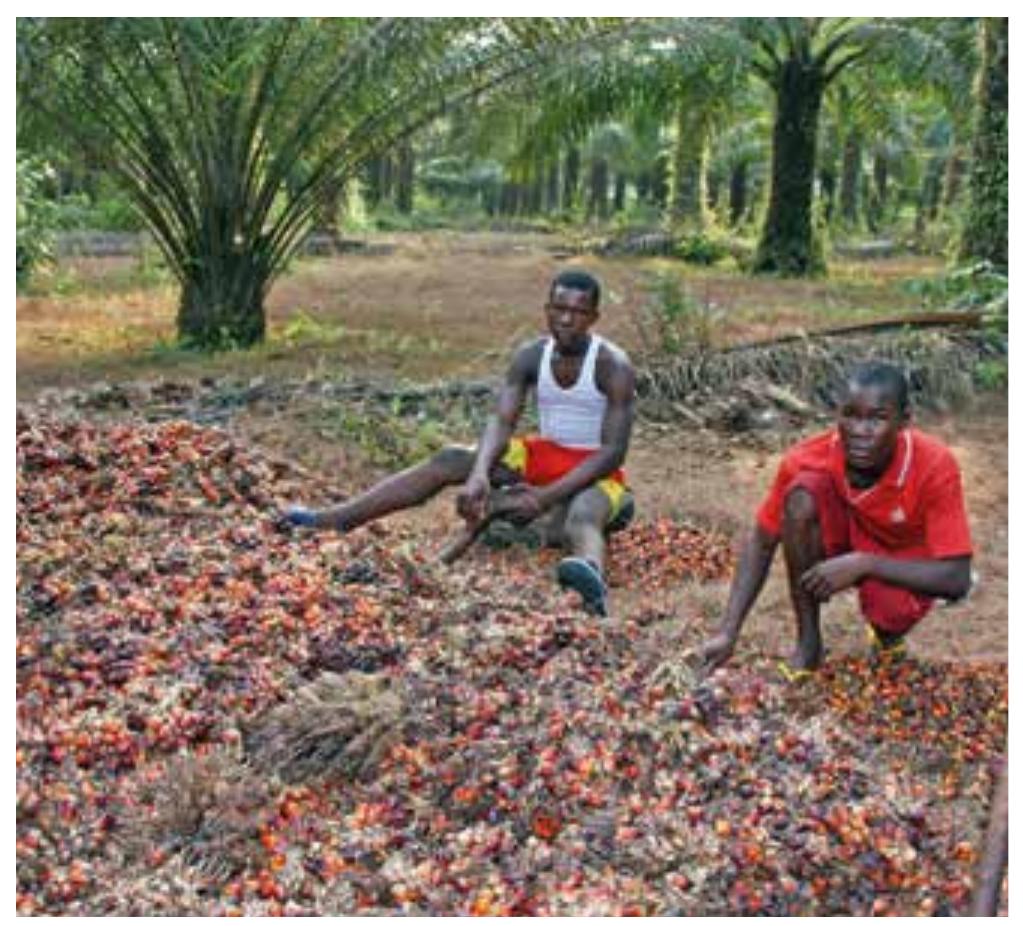 Loading Cpo The value chain of the mill was determined by the type of