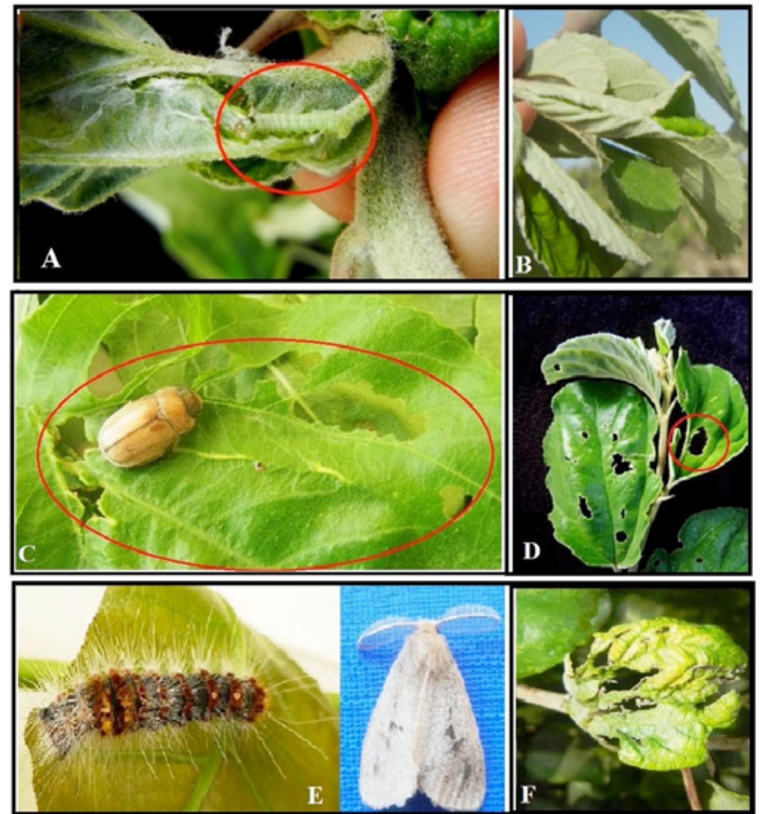 (PDF) Population Density of Foliage Insect Pest on Jujube, Ziziphus ...