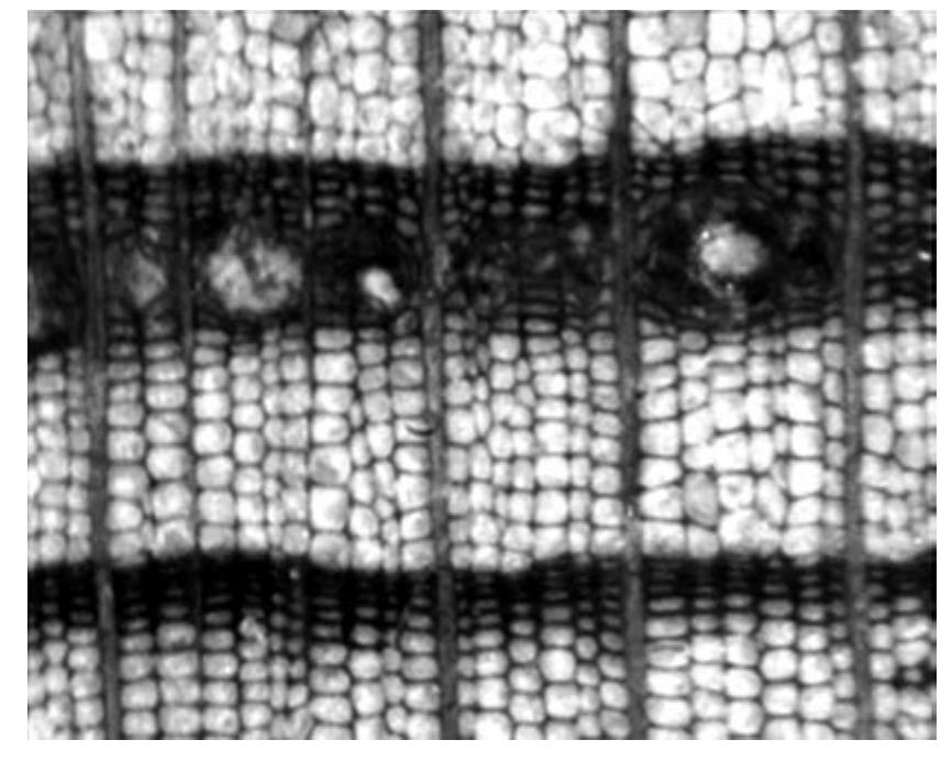 All 12 samples have traumatic resin ducts present on at least one of the tree-rings (Figure 10.2). Traumatic resin ducts are rows of resin ducts that form parallel to the tree-ring after an injury (Schweingruber 1996: 82); in cedars, they commonly form after light mechanical damage from insects, woodpeckers, or branches breaking under the weight of heavy snowfall (Fahn, Werker and Baas 1986: 57). Traumatic resin ducts are present on no more than 20% of the rings in any sample. They occasionally accompany years with narrow ring growth, but this does not happen consistently, nor is there a consistent pattern in their position on the individual tree-ring (1.e., earlywood or latewood) or presence in specific years, which might link their occurrence with widespread ecological or climatic events.  All 12 of the floorboards are made from cedar of Lebanon (Cedrus libani). The timber was extensively shaped and squared during the cutting process. Timber dimensions vary (Table 10.1), probably because decay had slightly altered the original dimensions and also because timbers were cut to fit the different sizes of the rooms. However, even timbers within the same room are not always uniform; this is possibly because car- penters were attempting to use as many of the boards cut from a tree trunk as possible, even if that meant using boards of non-uniform size. Timbers were generally radially cut: that is, cut approximately along the log’s radius and perpendicular to the rings, and several samples (JOK 5, 6, 7, 8, 9, 10) were cut from slow- growing trees that were likely part of an old-growth forest. These cutting and timber selection techniques created high quality, structurally stable boards containing more than 100-200 rings, which also made them useful for dendrochronological analysis. However, the extensive shaping process removed the outermost rings from all of the samples, since neither the bark nor vascular cambium is present in any of the samples. 