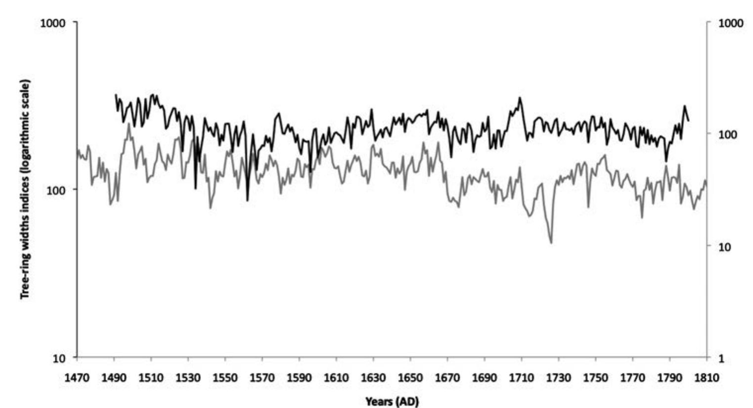 Ten of the 12 pieces collected were successfully crossdated to build a 320-year chronology, whose final measured ring dates to 1810 (Figure 10.3). Visual and statistical correlation between two of the samples JOK 11 and JOK 12) is so strong that it is likely that these boards were cut from the same tree; the measurement  sequences from these samples were therefore averaged together and treated as one sequence (JOK 11412) in the site chronology.  Fig. 10.4. The Jaffa Qishle tree-ring chronology (black) vs. Kuniholm’s (2000b) Antalya cedar forest chro- nology (gray). 