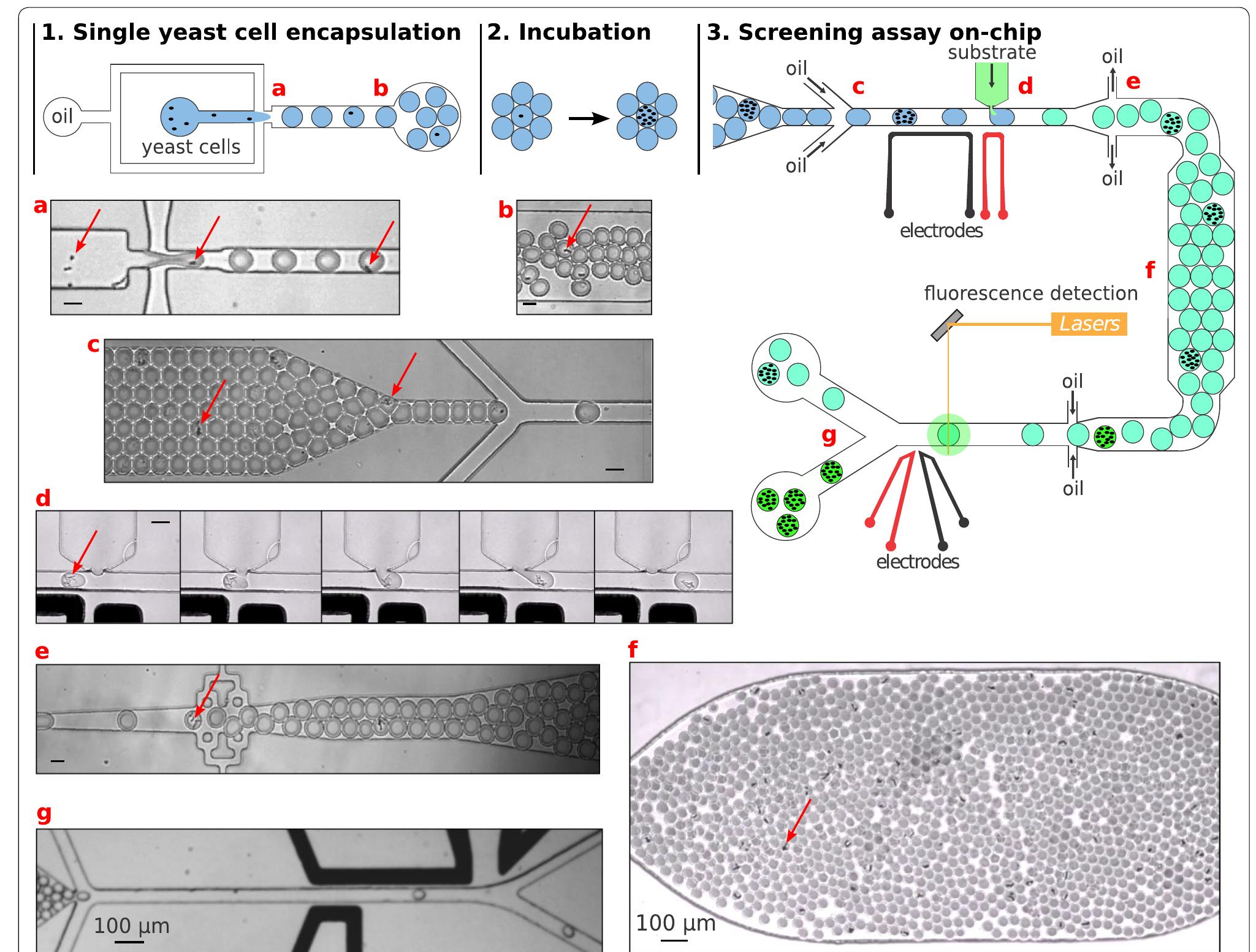 Droplet-based microfluidic screening platform. 1. single