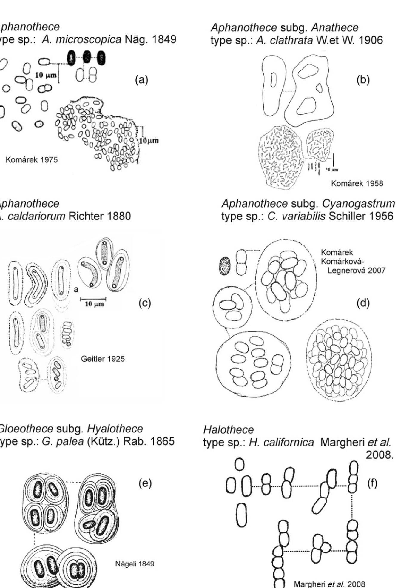 (PDF) Phylogenetic and taxonomic delimitation of the cyanobacterial ...