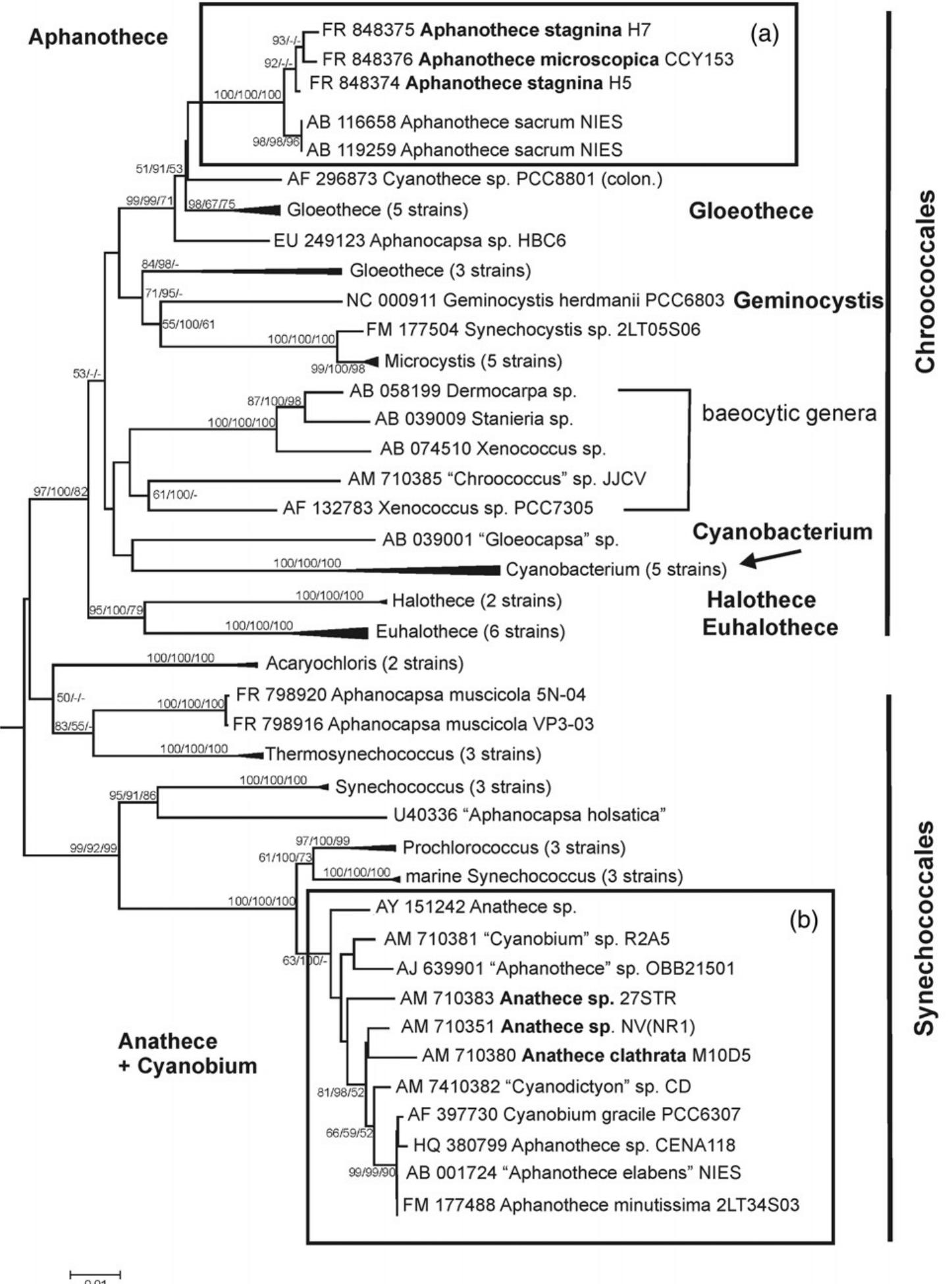 (PDF) Phylogenetic and taxonomic delimitation of the cyanobacterial ...