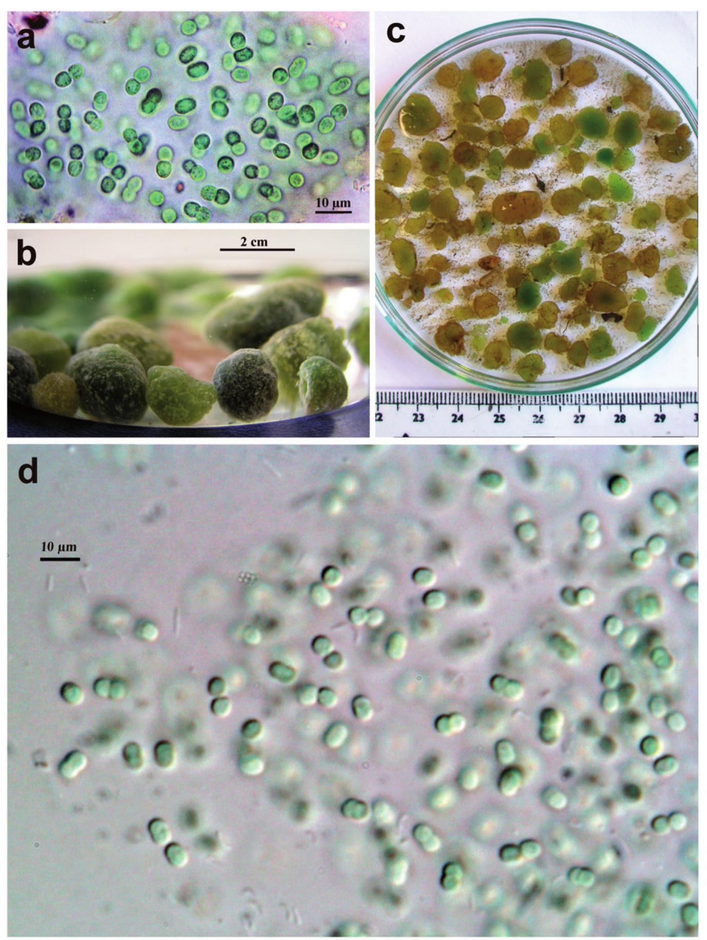 (PDF) Phylogenetic and taxonomic delimitation of the cyanobacterial ...