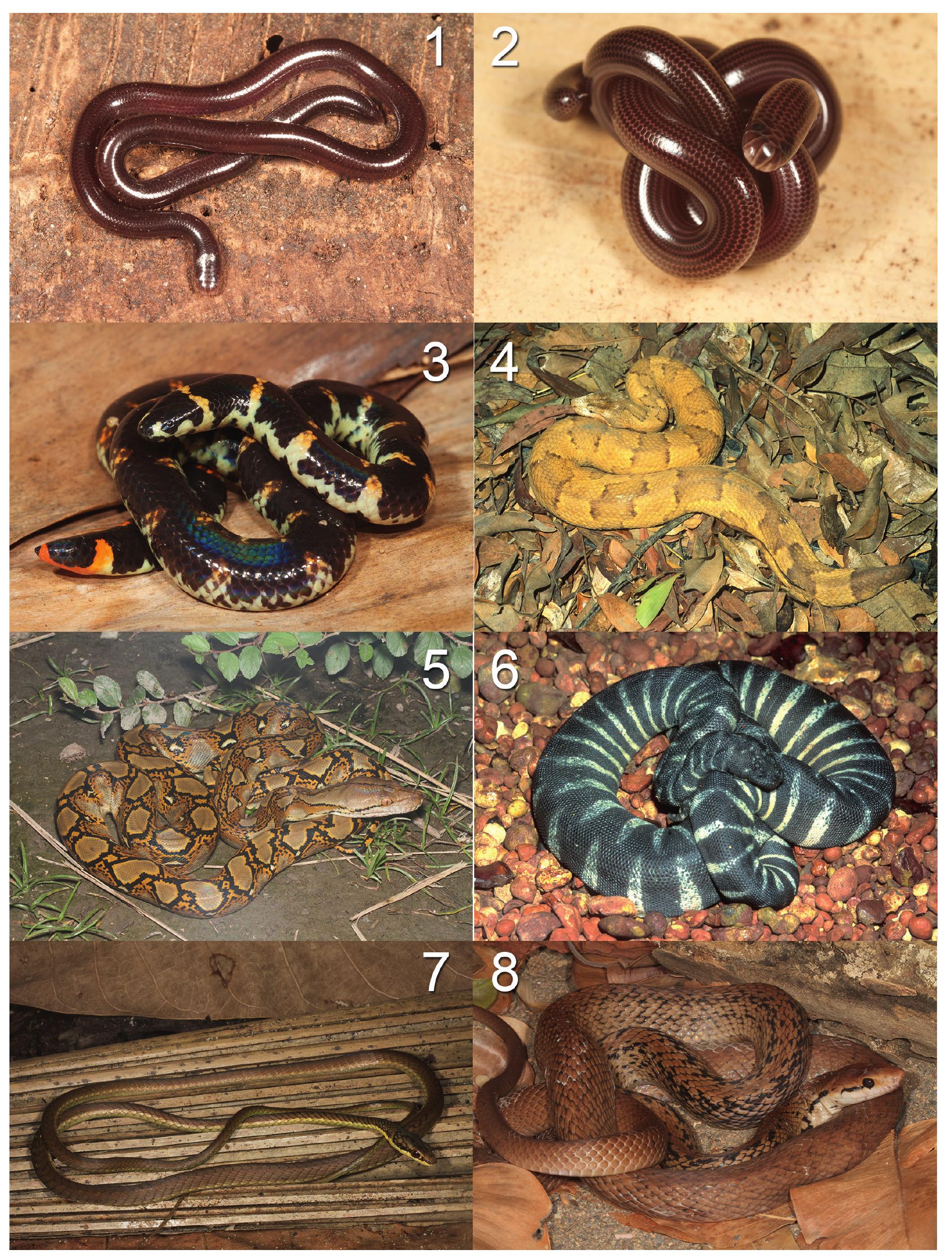 Lesser Sundas Python (PDF) Wallacea: A Hotspot of Snake Diversity