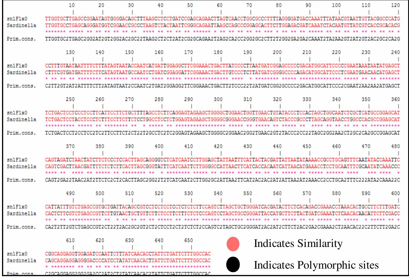 Fig. 2. Sequence alignment of COI gene fragment of 2 substituted fish species. Some representative polymorphic sites are indicated by nucleotide positions.  Comparison of COI gene sequence of snl with the available sequence from GenBank database has been found that the fish was not sardine. After comparing the sequence with that of Sardinella longiceps, 143 out of 653 nucleotide bases were found polymorphic (Fig. 2). 