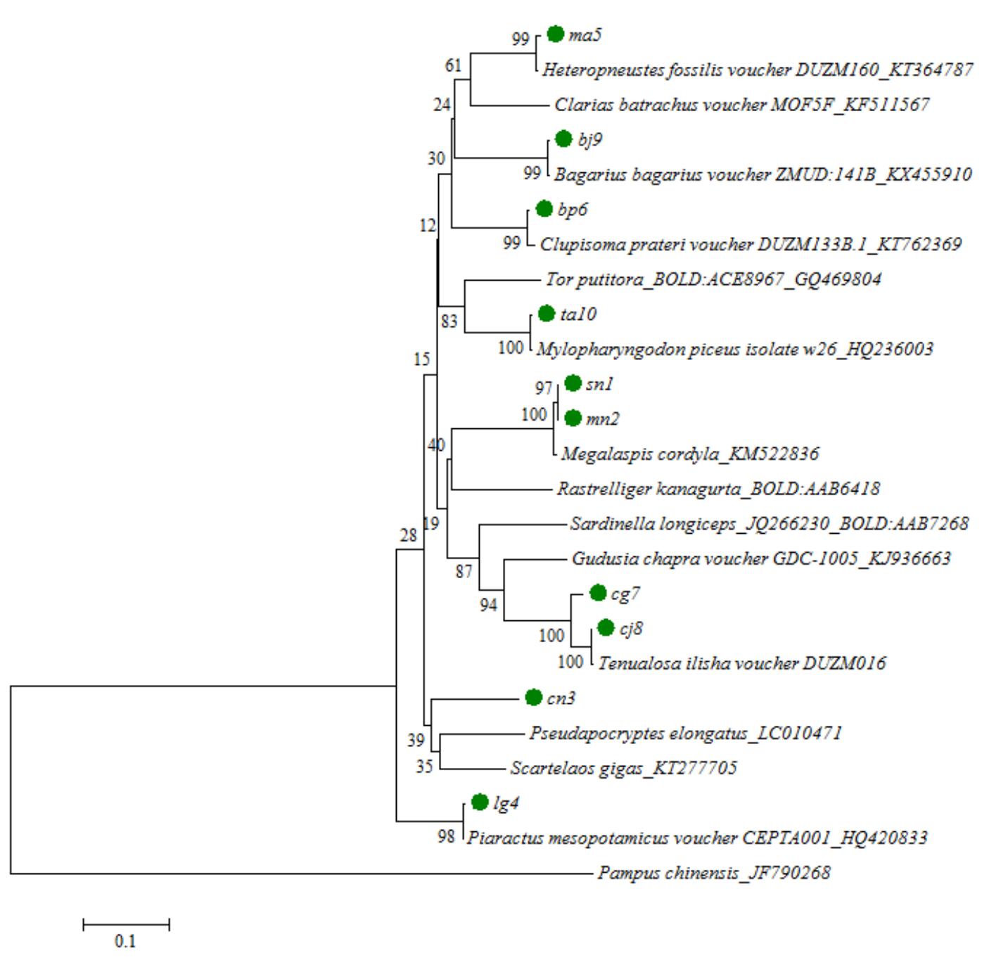 Fig. 3. Evolutionary relationships of taxa (10 sample sequences, sold name sequences and real species sequences)  Alignment length was 653 bp and identity was 78.10% similar with Sardinella and the difference was 21.90%. Table 3 also shows the similarity and dissimilarity of other sample sequences with their respective sold name sequences. 