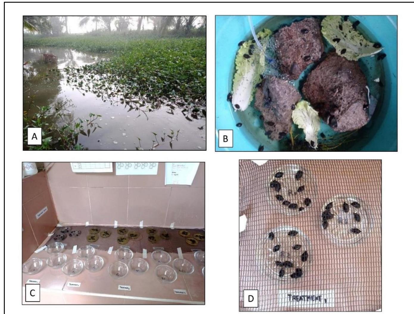 Snail collection and molluscicide bioassay. a: radix