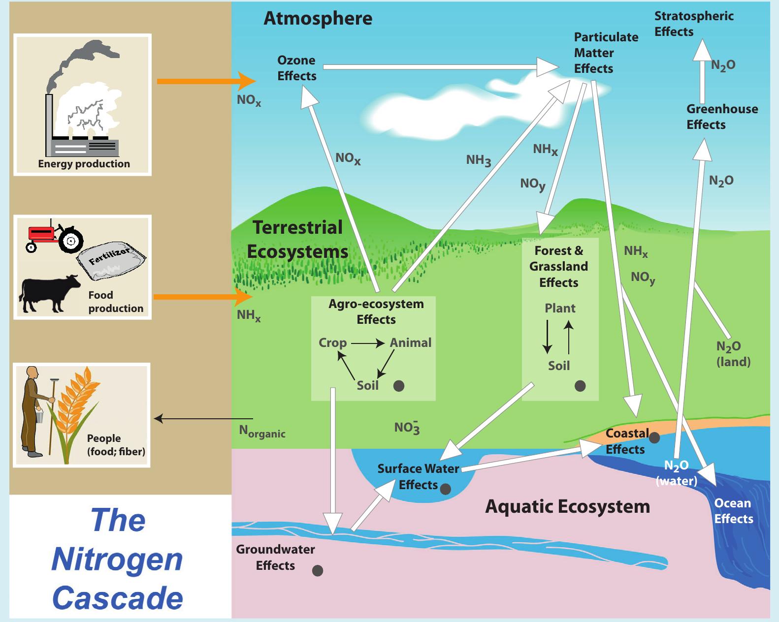 Nitogene Figure 6 - from Carbon and Other Biogeochemical Cycles
