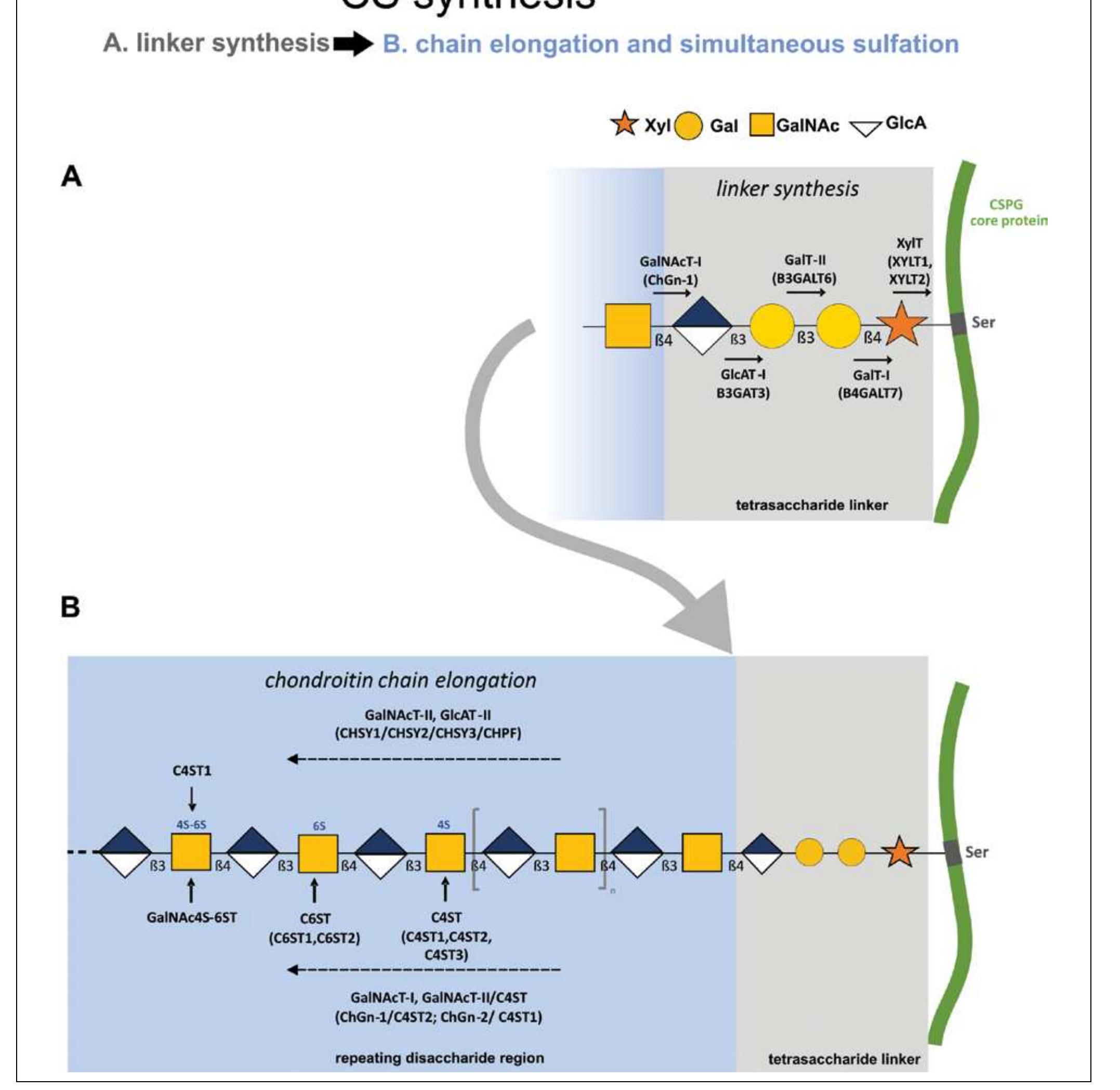 (PDF) Chondroitin sulfate metabolism in the brain