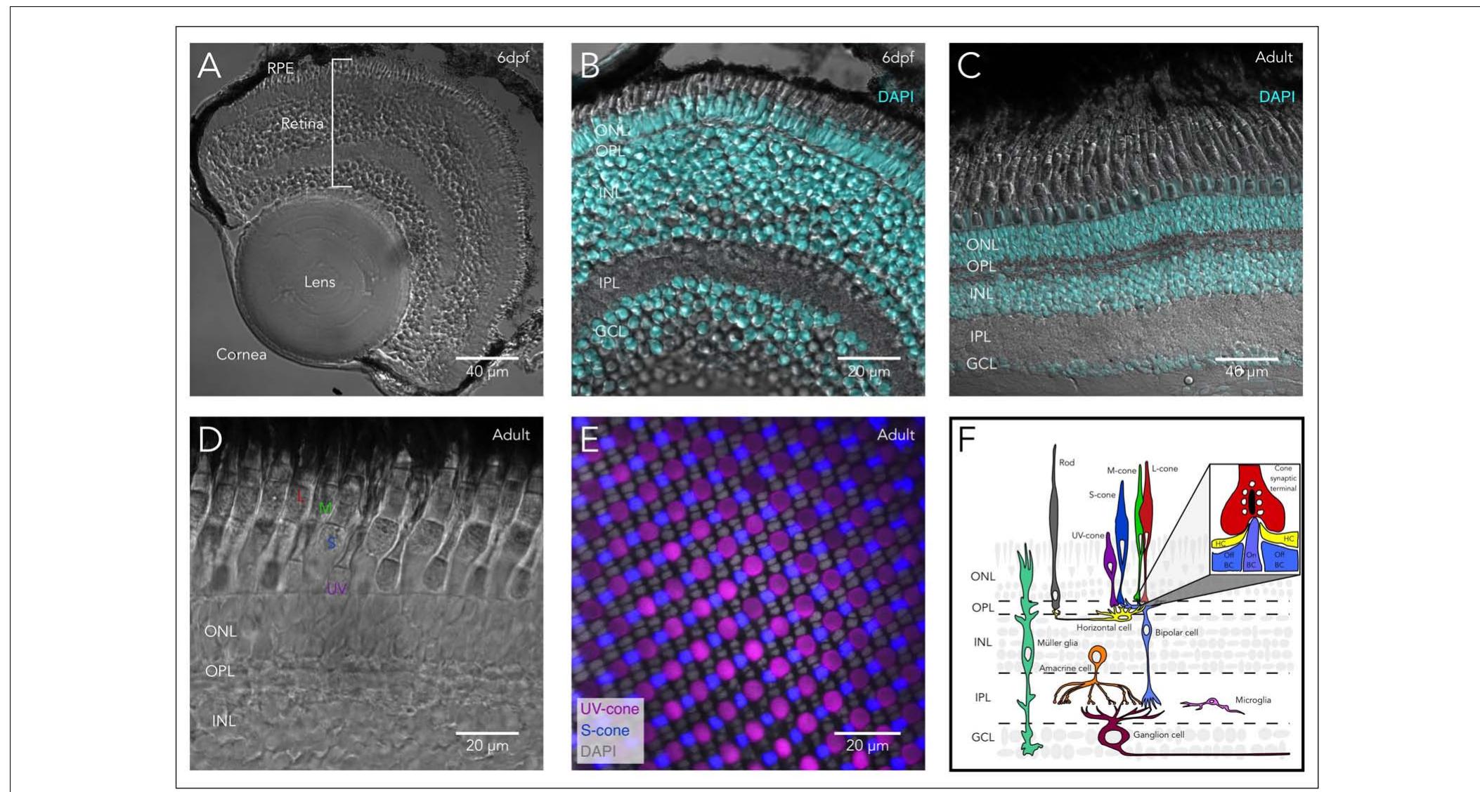 | structure of the zebrafish eye and retina. (a) anatomy of