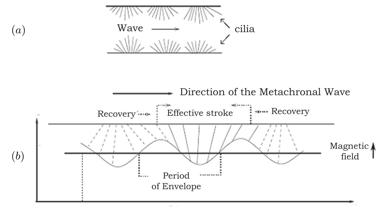 (PDF) Hydromagnetic flow of Newtonian fluid due to ciliary motion in a ...