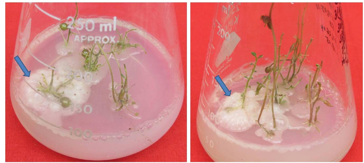 Shoots Lab Flask (PDF) Endogenous Bacterial Contamination of Plant Tissue Culture ...