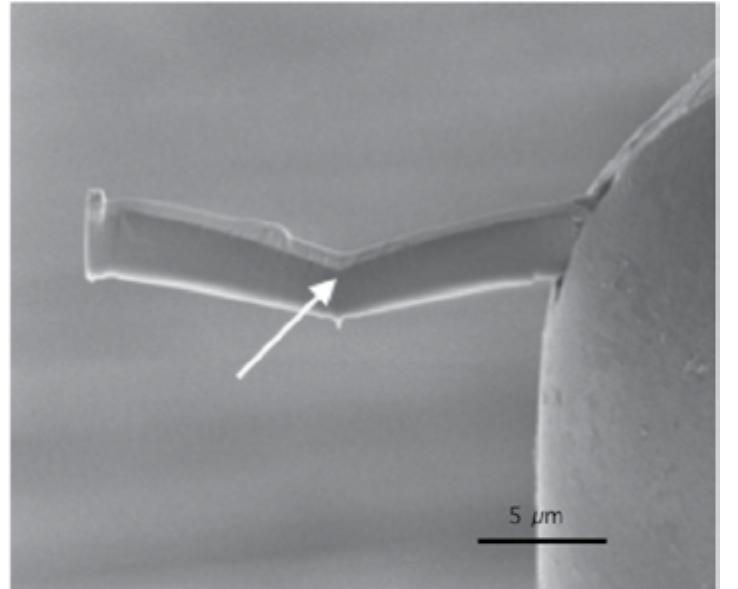 Scanning electron microscope (sem) image of the