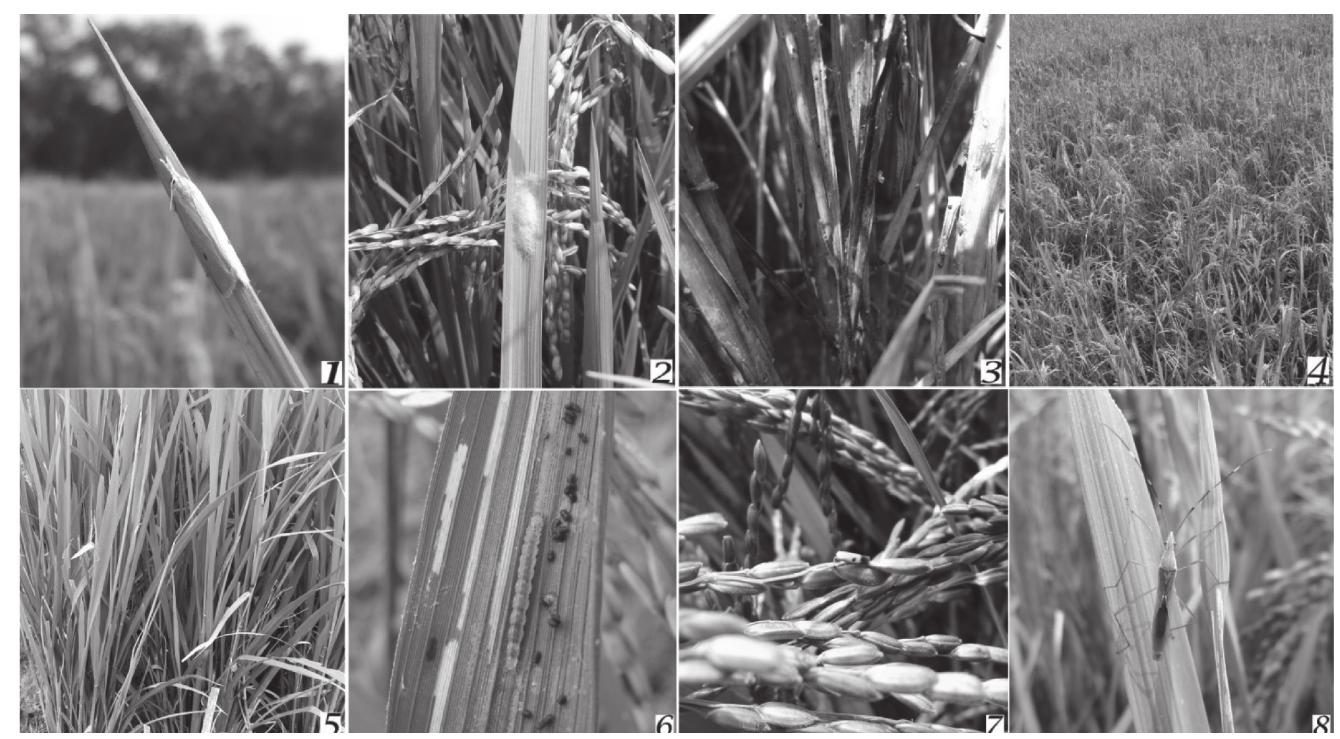 ファーム Ecological engineering for rice pest suppression in China. A