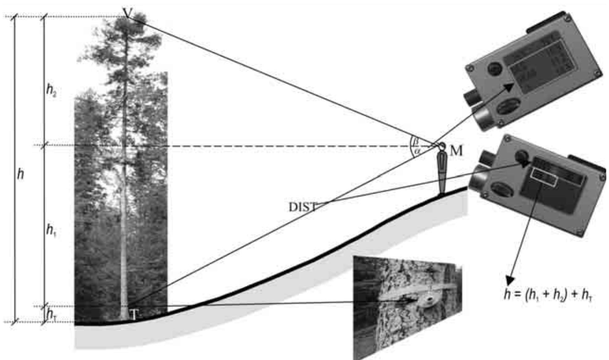 Hypsometer Tree (PDF) Efficiency of ultrasonic Vertex III hypsometer compared to the ...