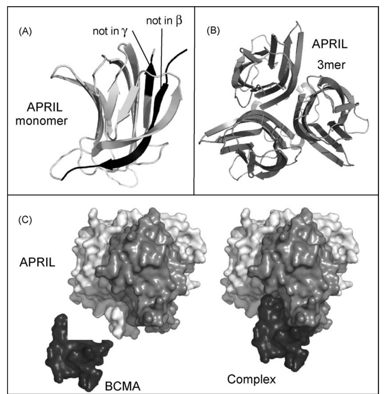 Figure 8 - from The Beautiful Structures of BAFF, APRIL, and