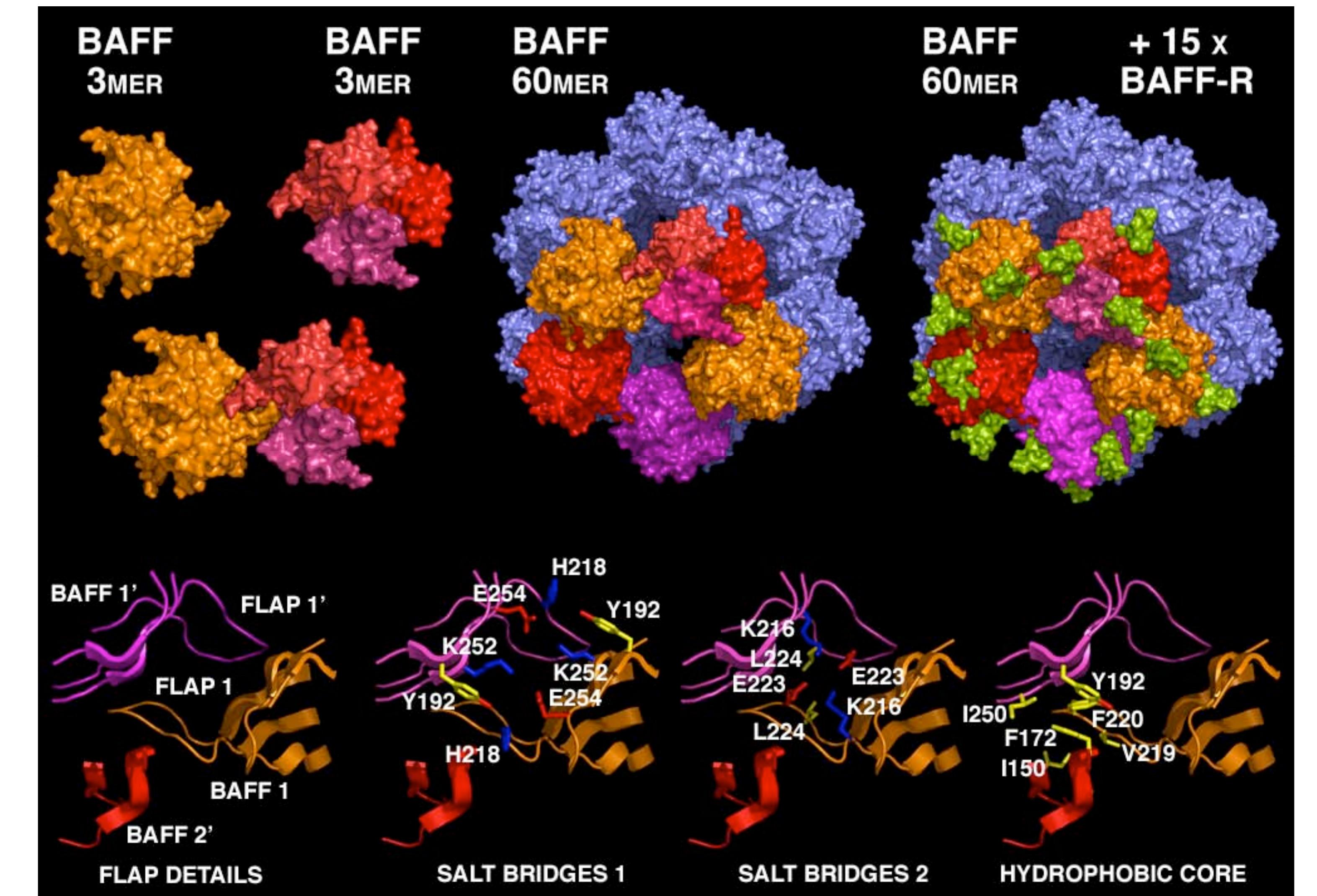 Figure 4 - from The Beautiful Structures of BAFF, APRIL, and
