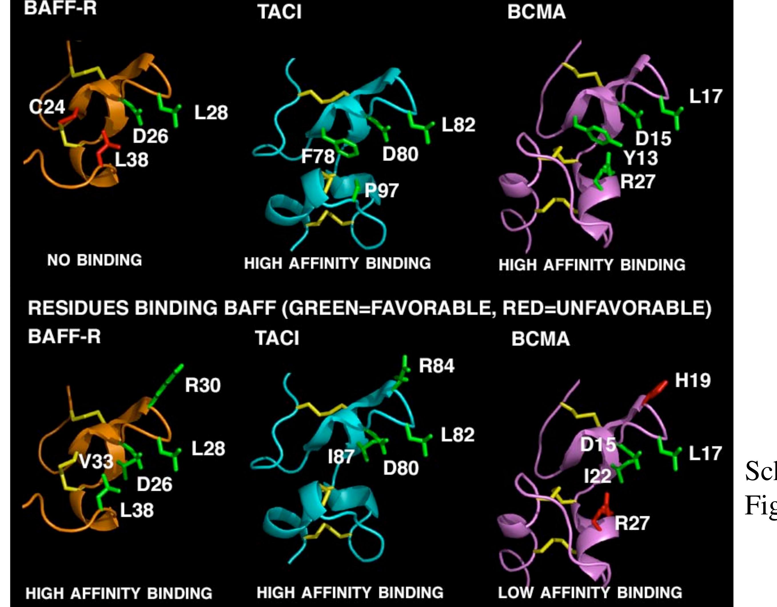 Figure 7 - from The Beautiful Structures of BAFF, APRIL, and