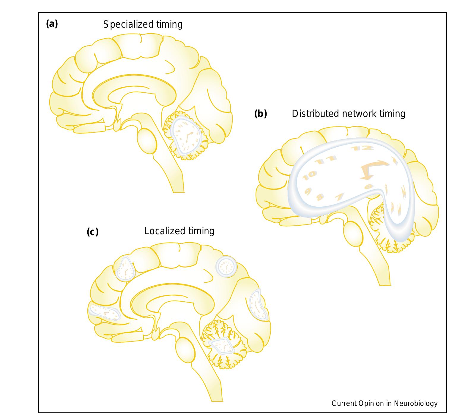 Figure 1 - from The neural representation of time